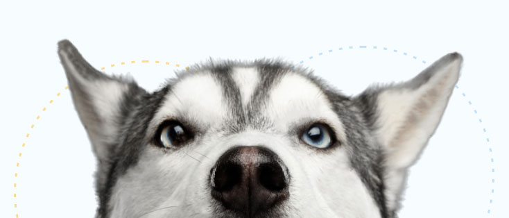 dog-desktop